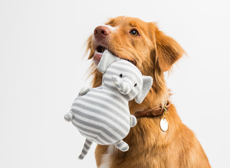 golden retriever looks up while holding elephant stuffed toy in mouth