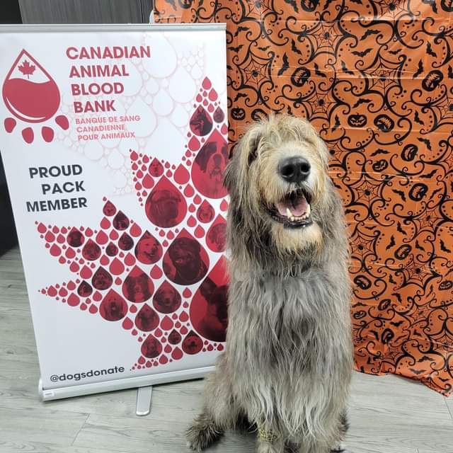 happy dog sitting by banner after a blood donation clinic at Kingston Regional Pet Hospital (sister hospital)