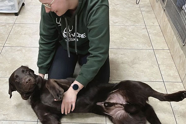 staff member pets dog tummy