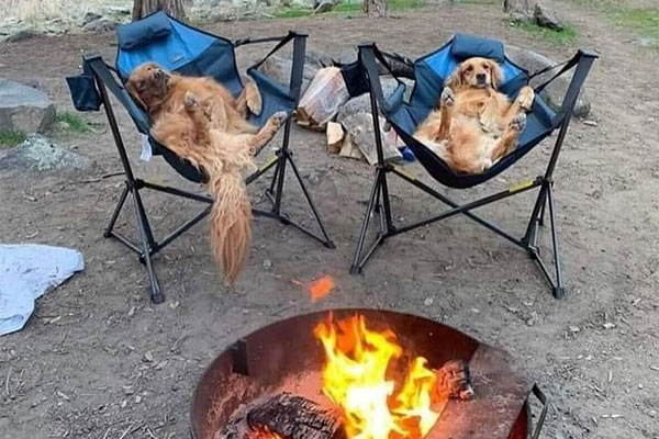 two dogs sitting on camping chairs in front of firepit