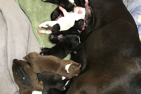 mama dog with litter of newborn puppies drinking milk