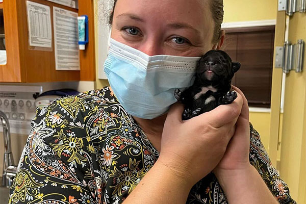 female qrph staff member holding tiny newborn puppy