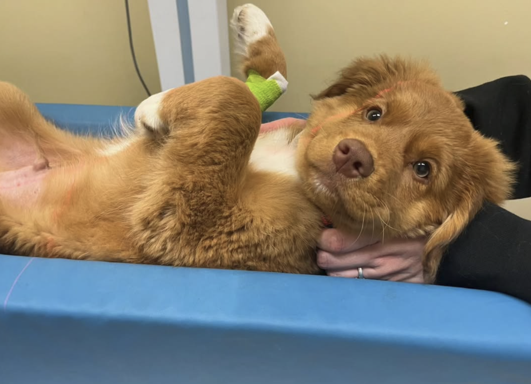 Quinte Regional Pet Hospital team in Belleville