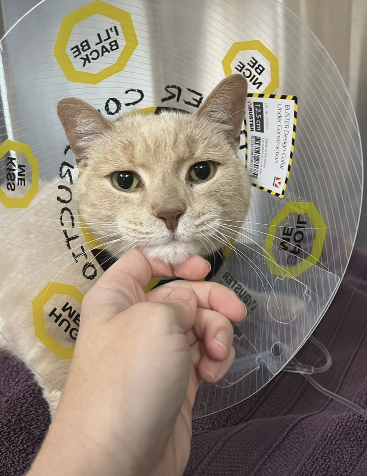 Patient recovering at Quinte Regional Pet Hospital